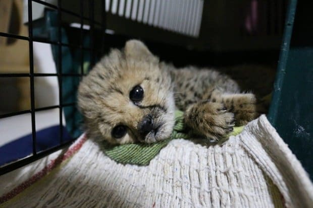 29 Cheetah Cubs Rescued From Wildlife Smugglers in Somaliland