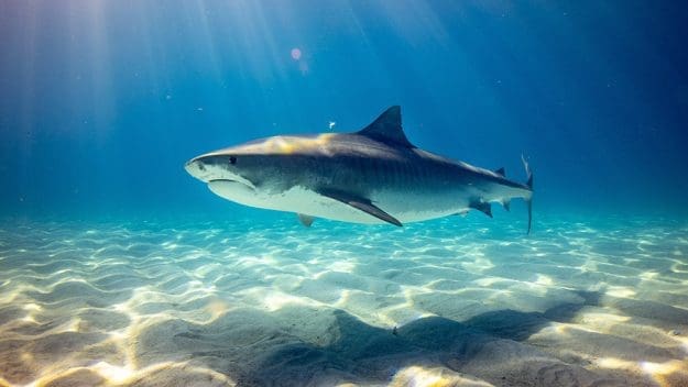 Sharks attack 2 surfers just minutes apart on Florida beach