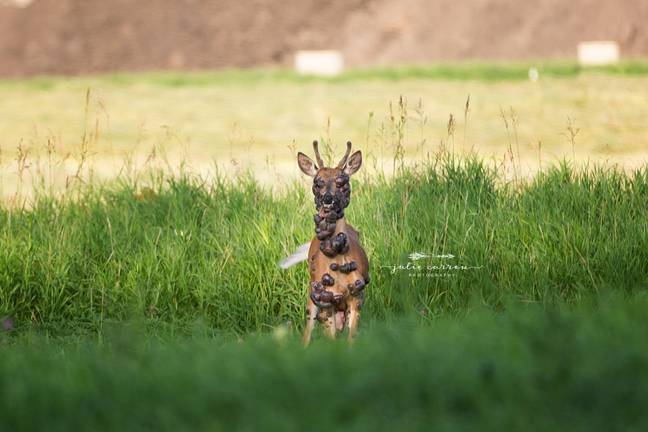 Photographer discovers deer covered in large tumors