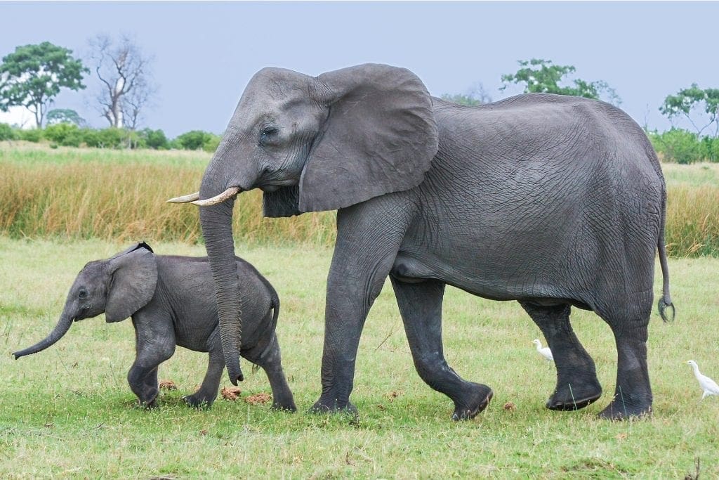 Trade In Baby Elephants Taken From The Wild Banned Internationally
