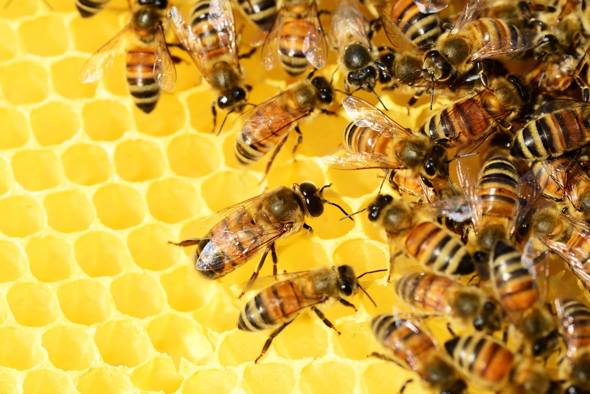 Over Half A Billion Bees Have Died In Brazil In Last Three Months