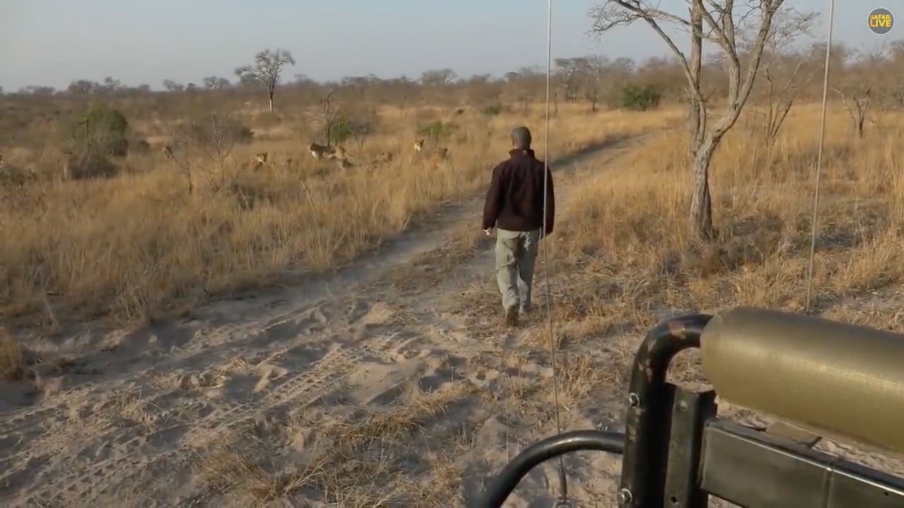 field guide walks into pride of lions