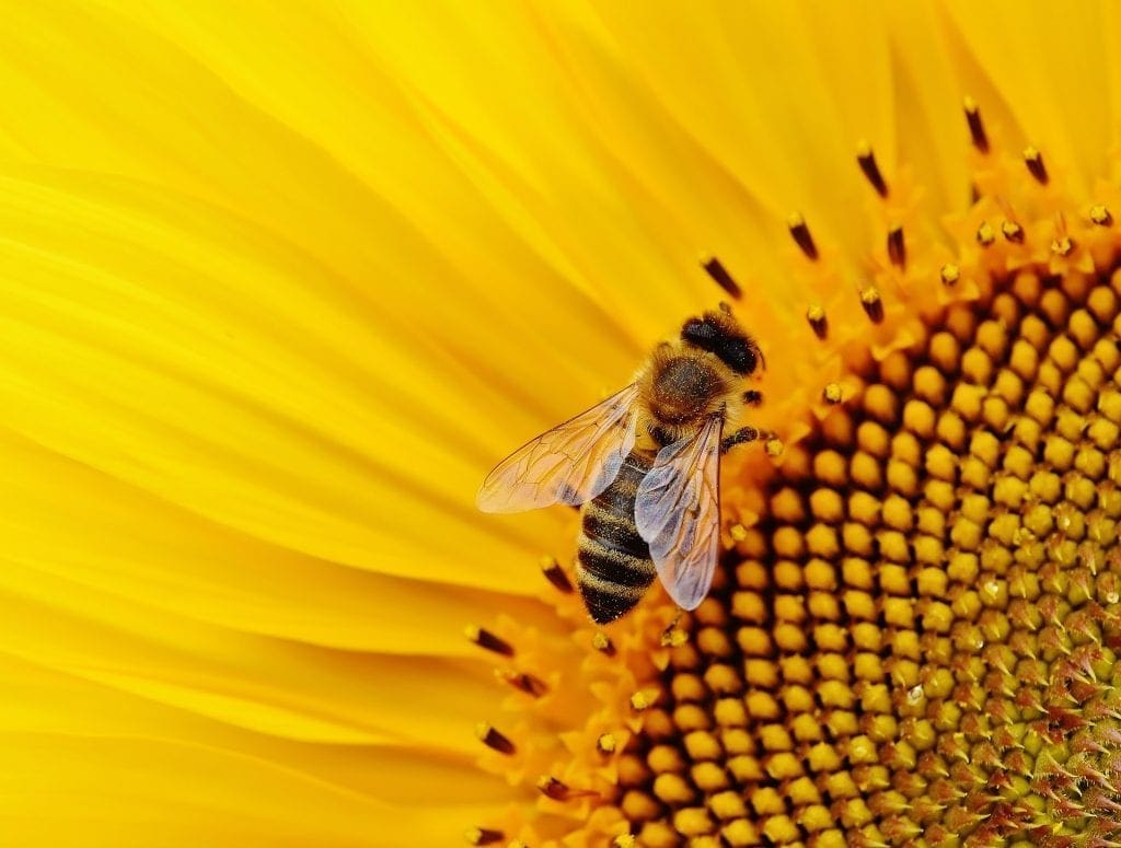 Over Half A Billion Bees Have Died In Brazil In Last Three Months