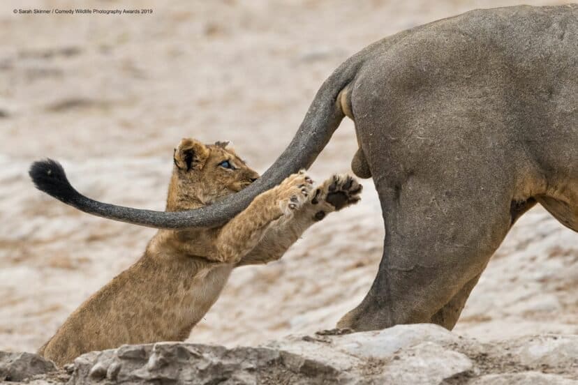 Comedy Wildlife Photography Awards 2019 Finalists!