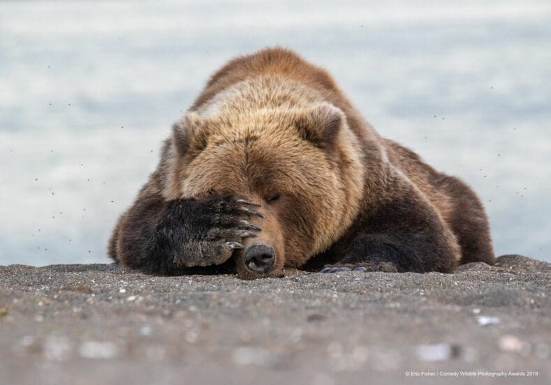 Comedy Wildlife Photography Awards 2019 Finalists!