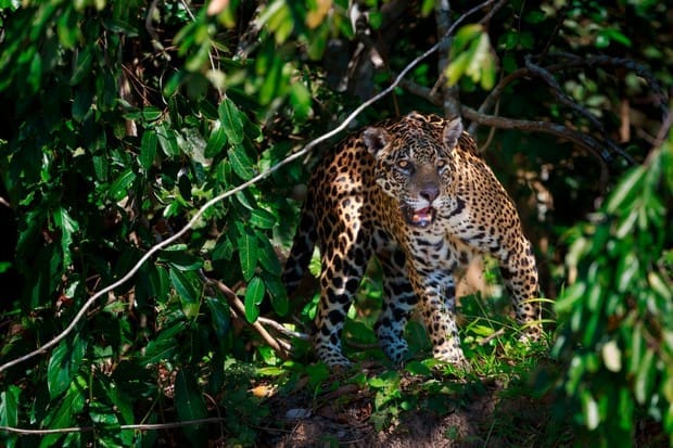 500 Jaguars Fall Victim To Amazon Fires