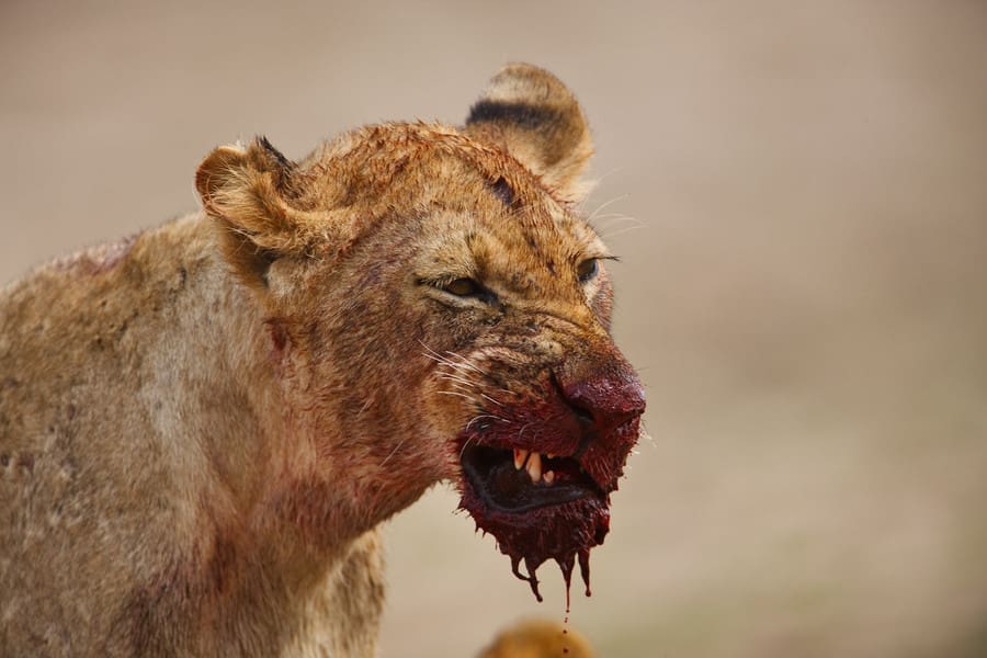 Lions Kill More Than 40 Goats In 3 Days
