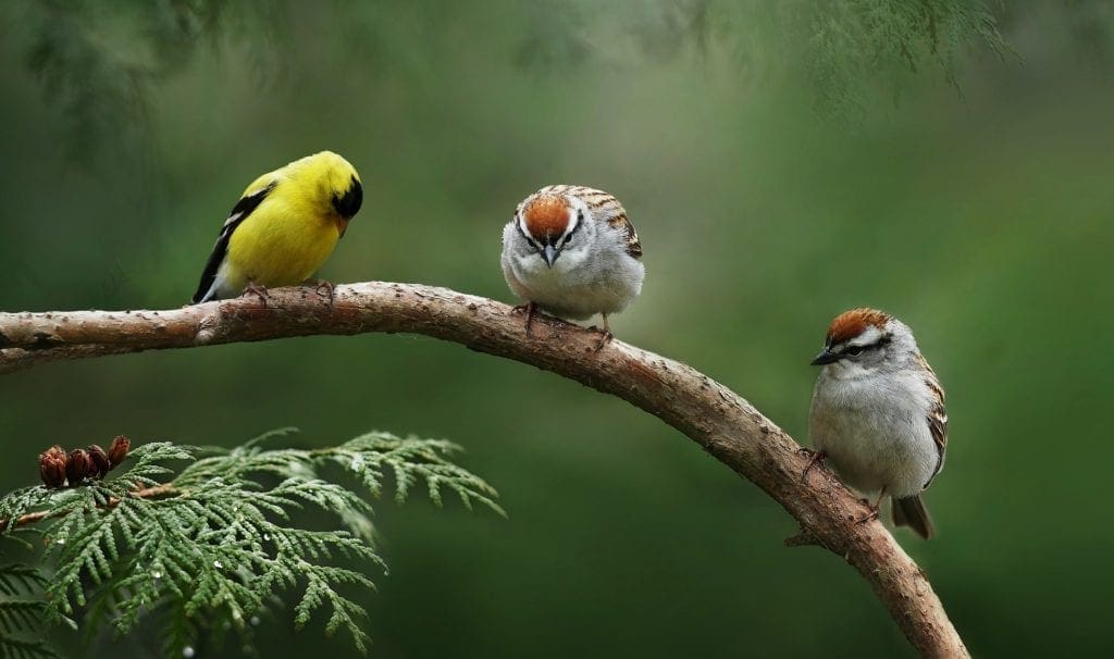 3 Billion Birds Have Vanished From North America In The Last 50 Years