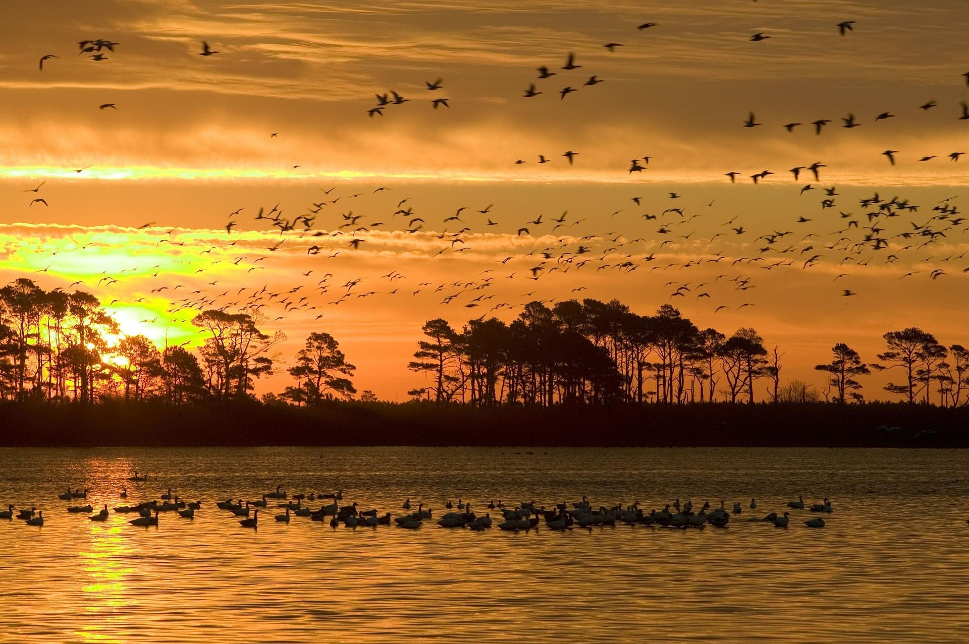 3 Billion Birds Have Vanished From North America In The Last 50 Years