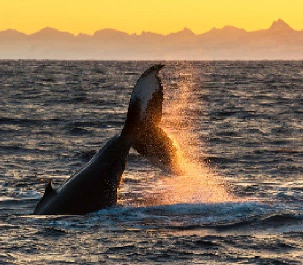 Campaign Creates Photos Of Species With As Many Pixels As There Are Animals Left