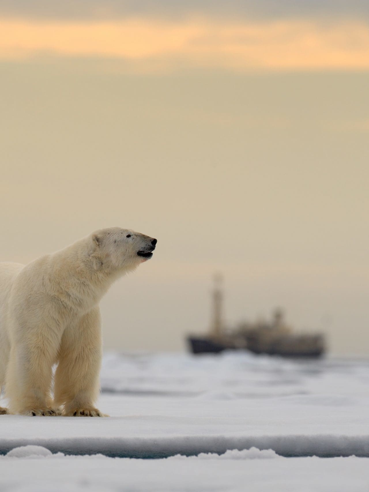 Reasons to visit Svalbard
