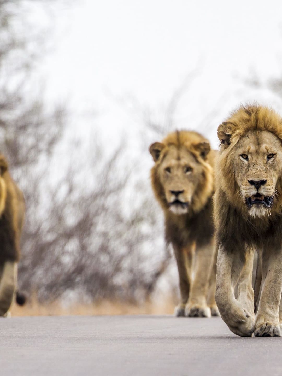10 animals to look for in kruger national park