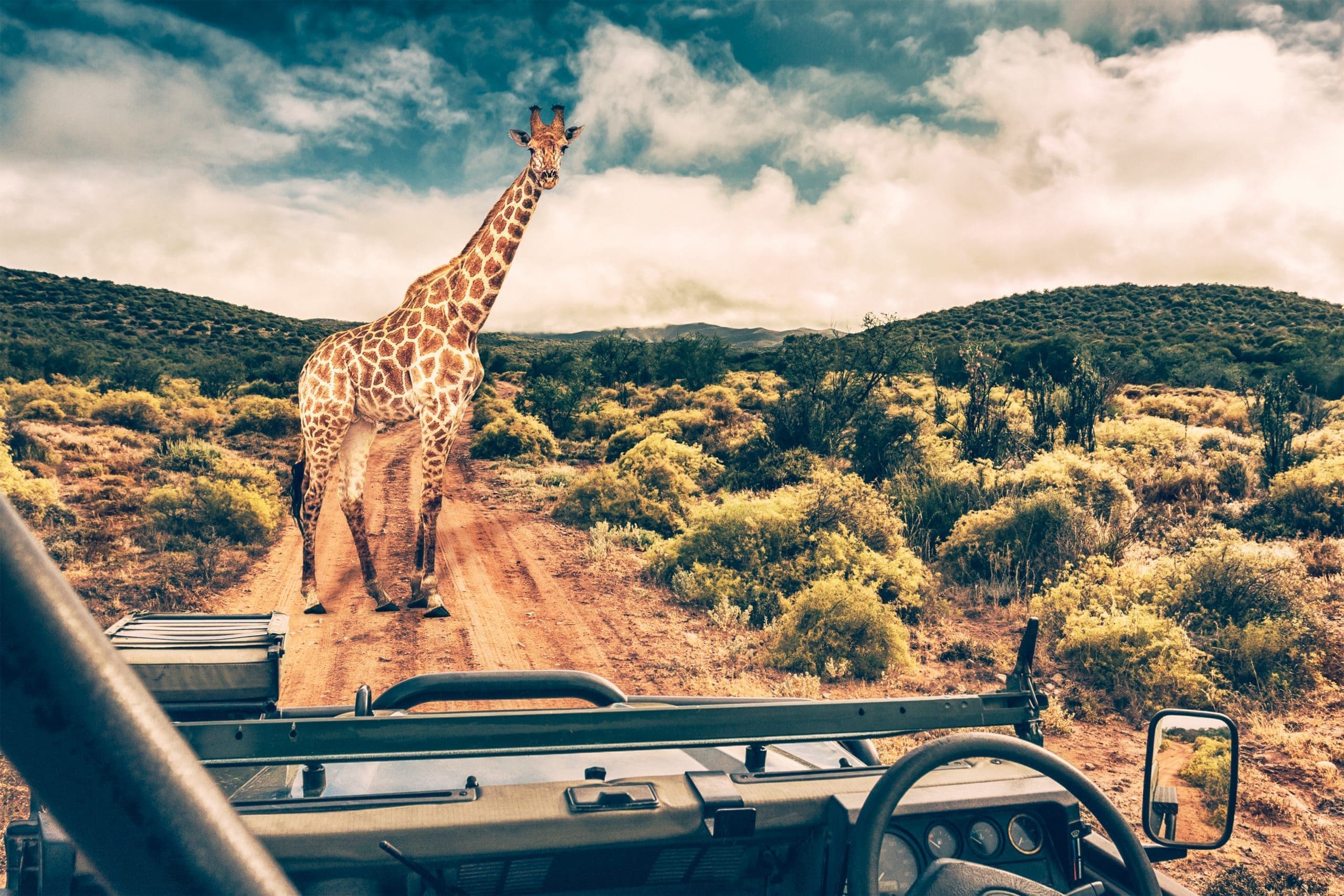 Giraffe stands on a sand road, Kruger National Park