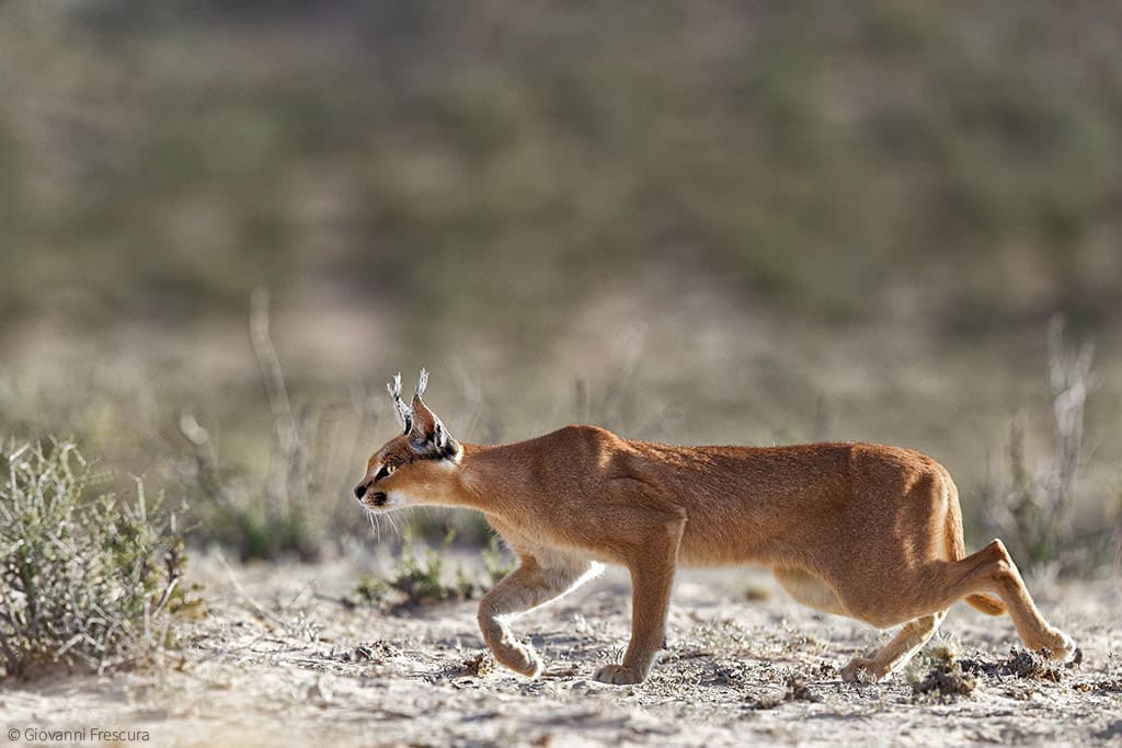 The 7 Wild Cats Of Africa You've Probably Never Heard Of