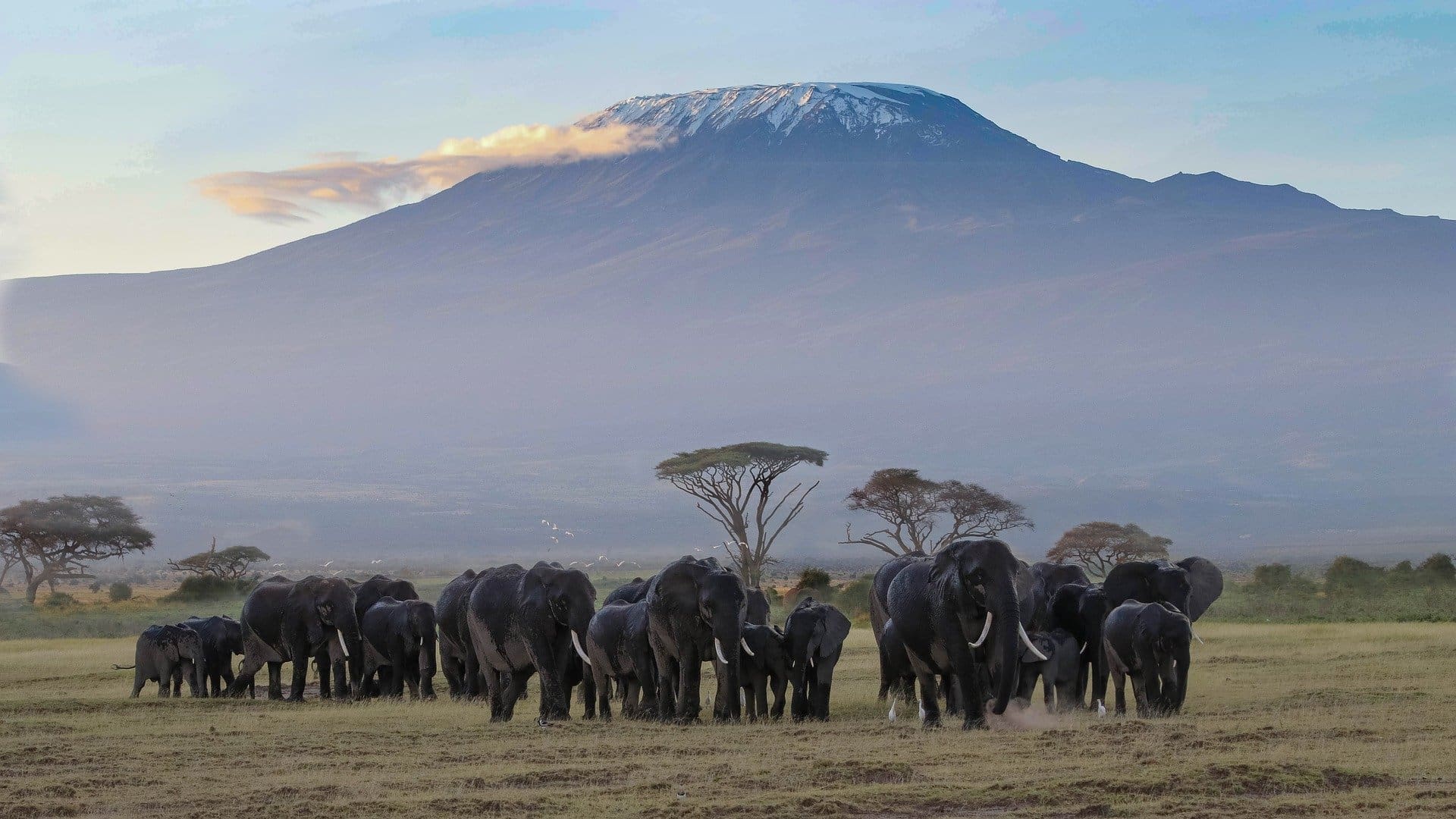 Elephant family herd grazing the shadow of Mount Kilimanjaro
