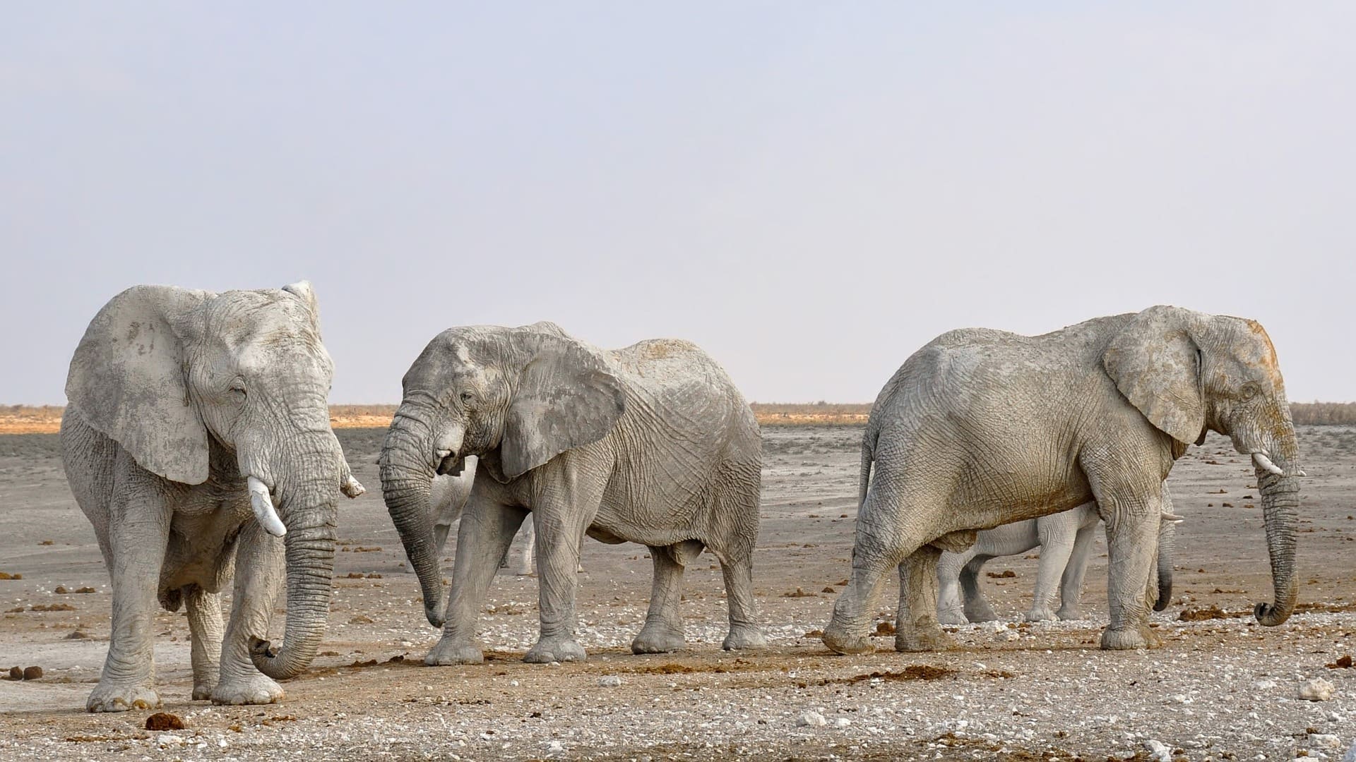 The 'great whites' of Etosha National Park
