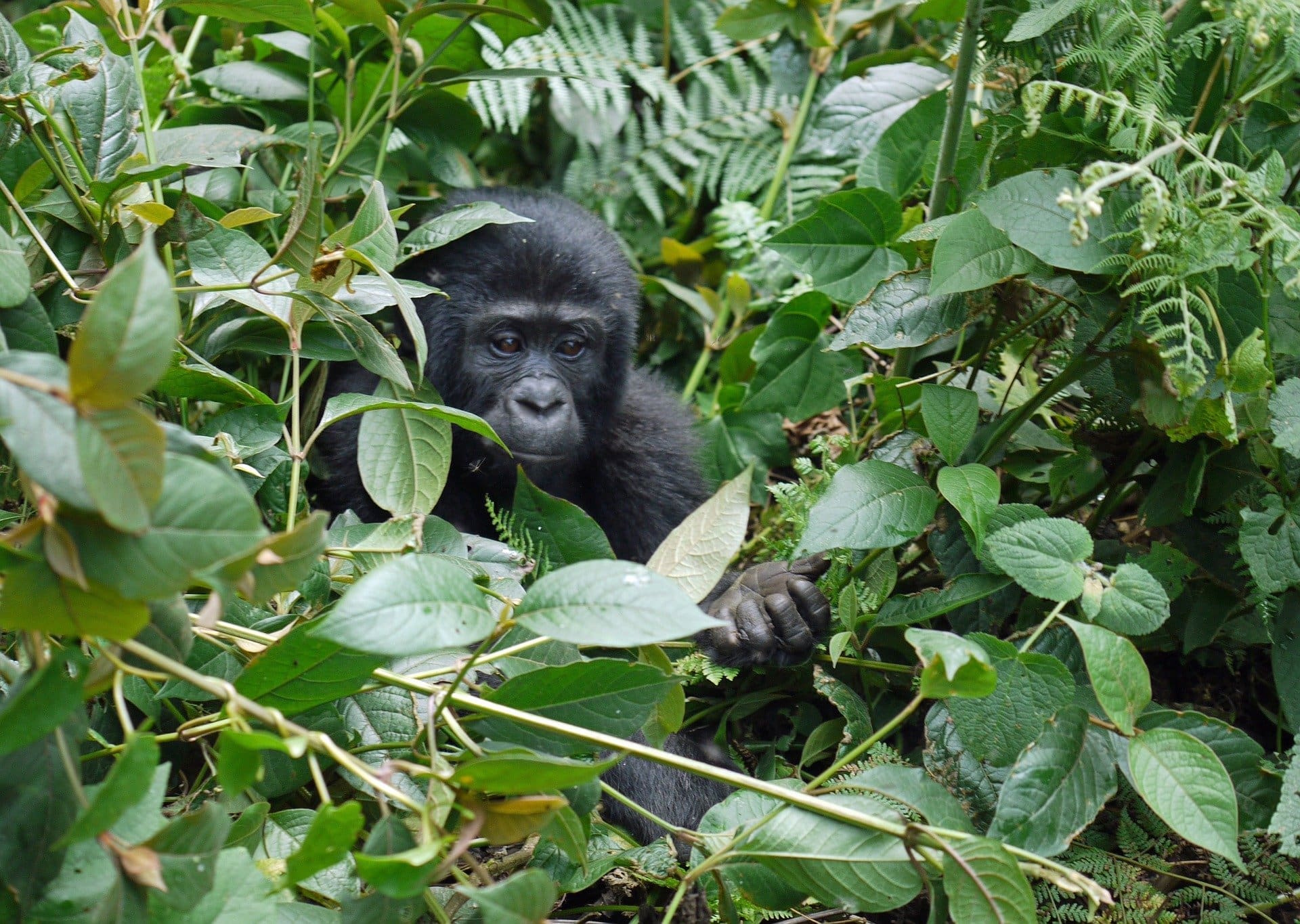 Young gorilla emerging from the forest in Virunga National Park