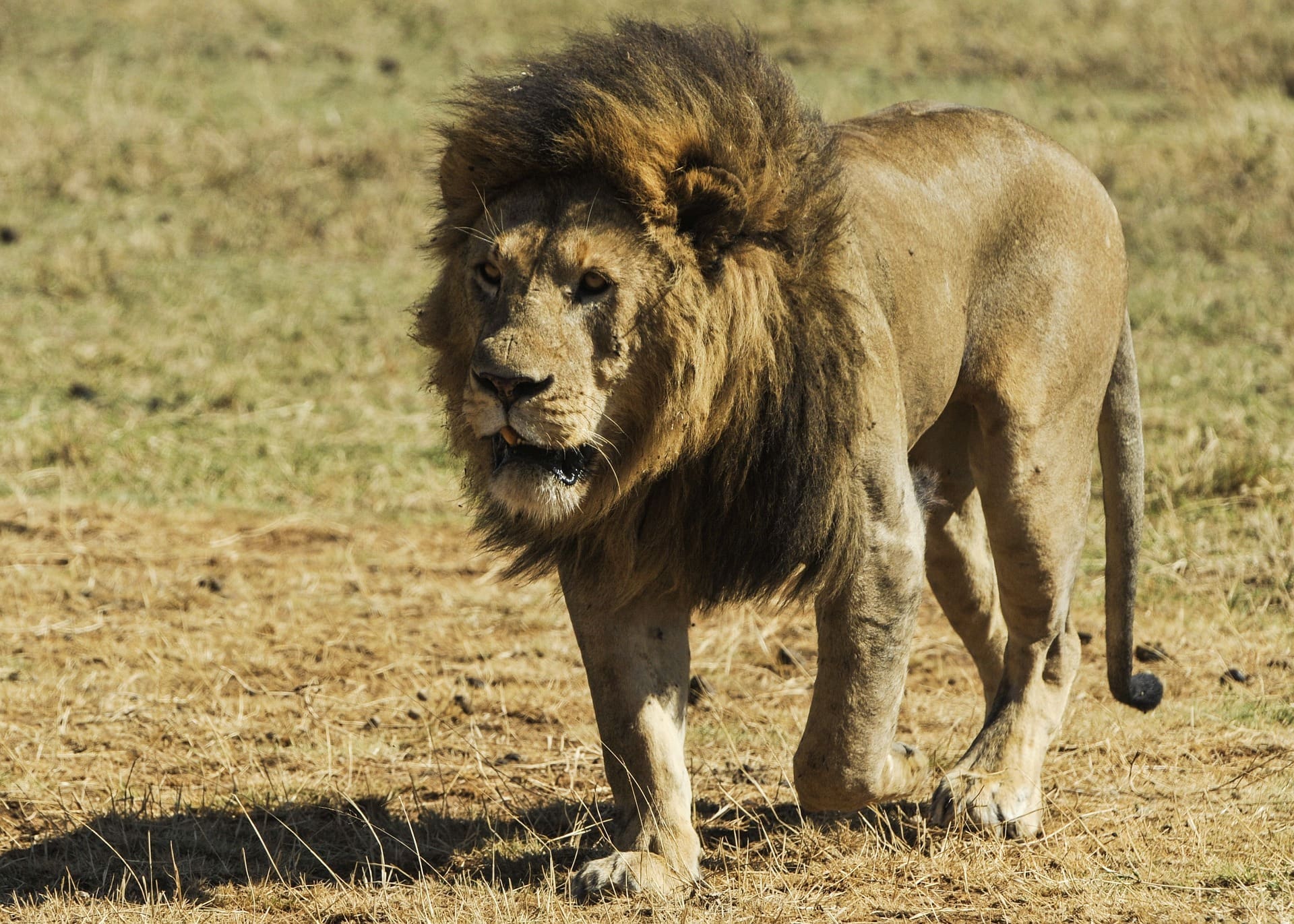 Powerful male lion patrolling in Hwange National Park