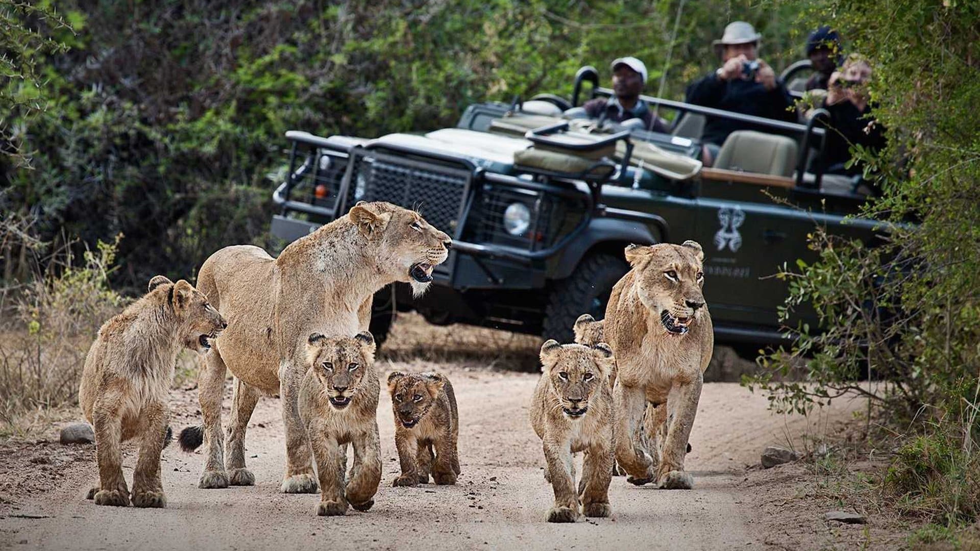 the top safari destinations in South Africa