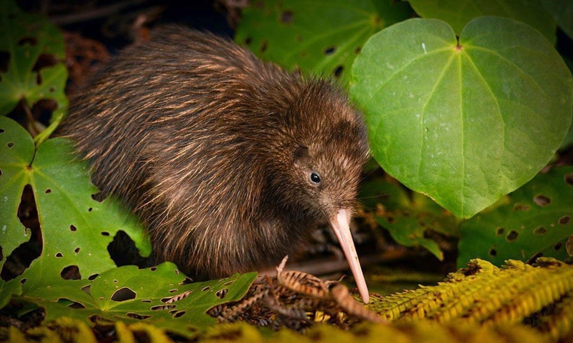 The Best Hikes In New Zealand: South Island and North Island