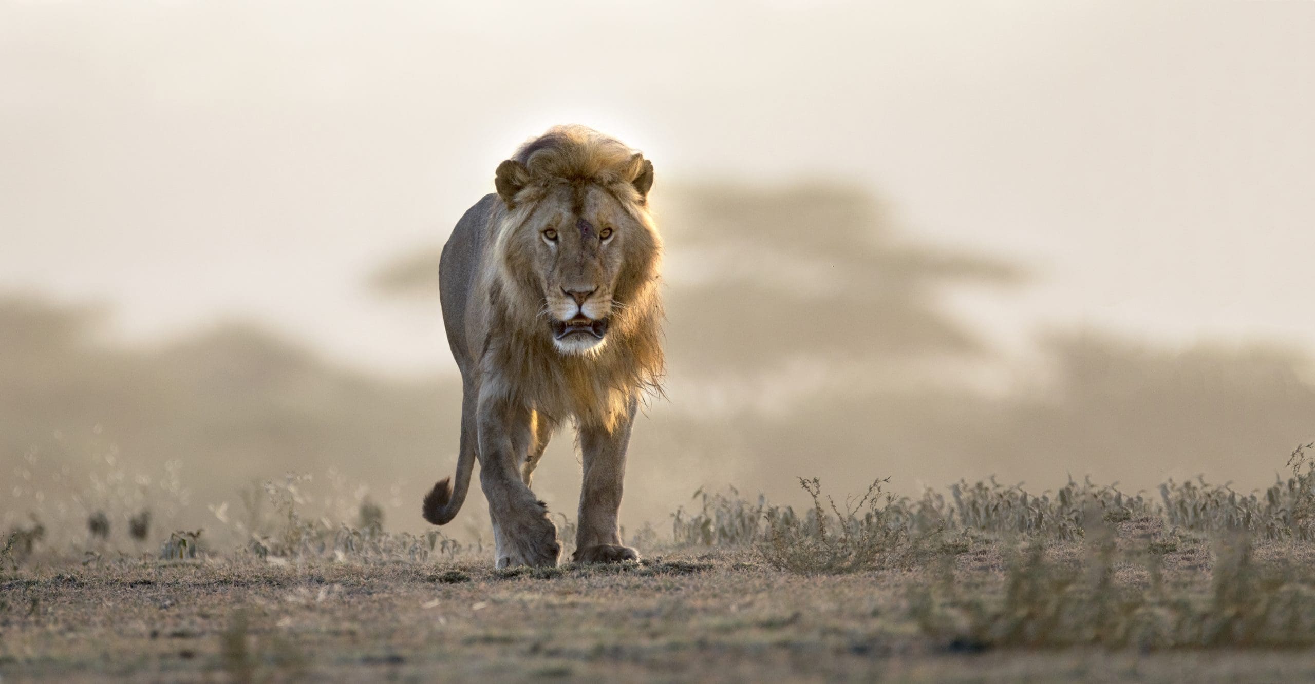 Africa
