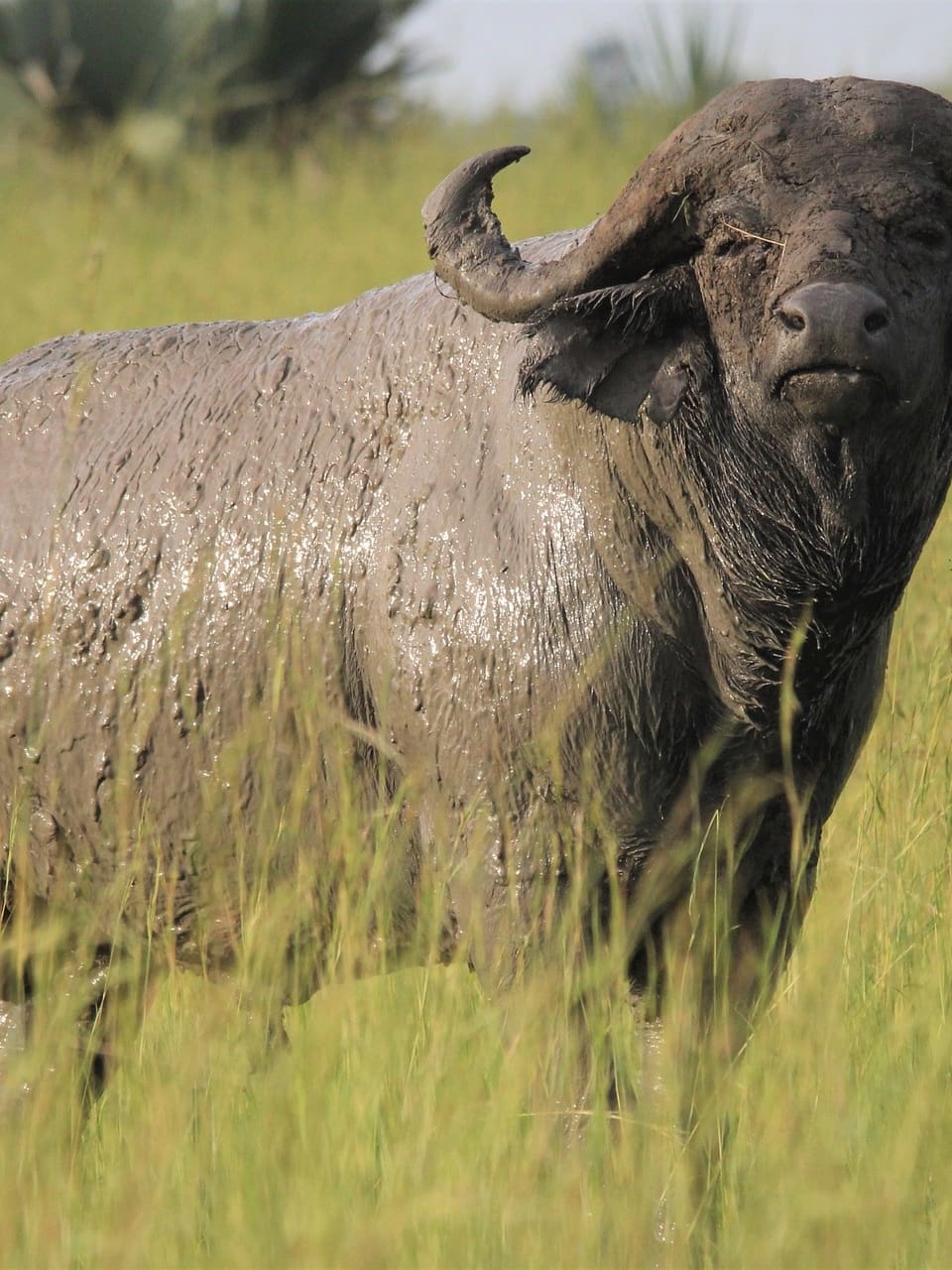 The big 5 of Africa