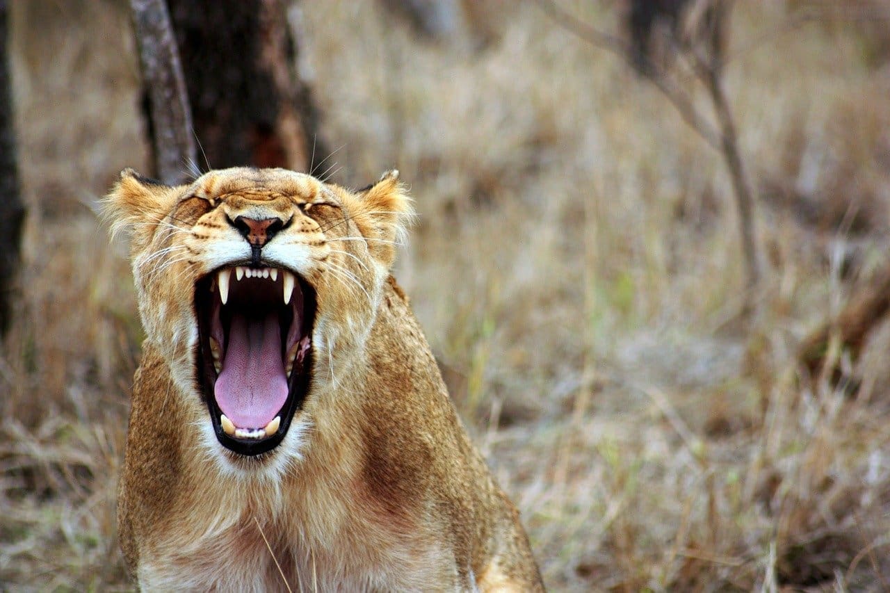the top 10 national parks in kenya