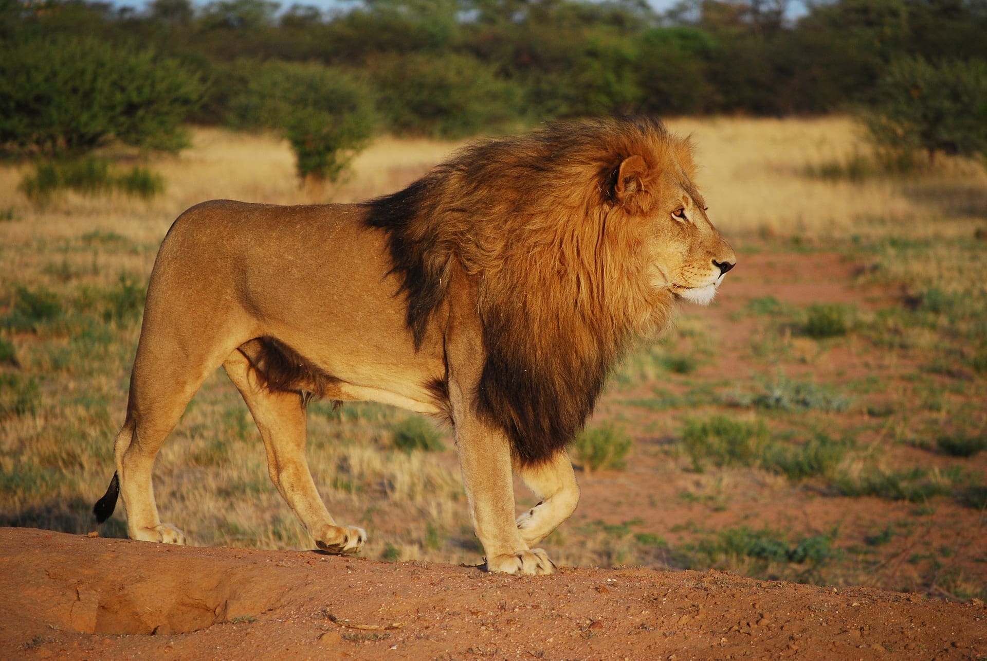 The Big 5 Of Africa