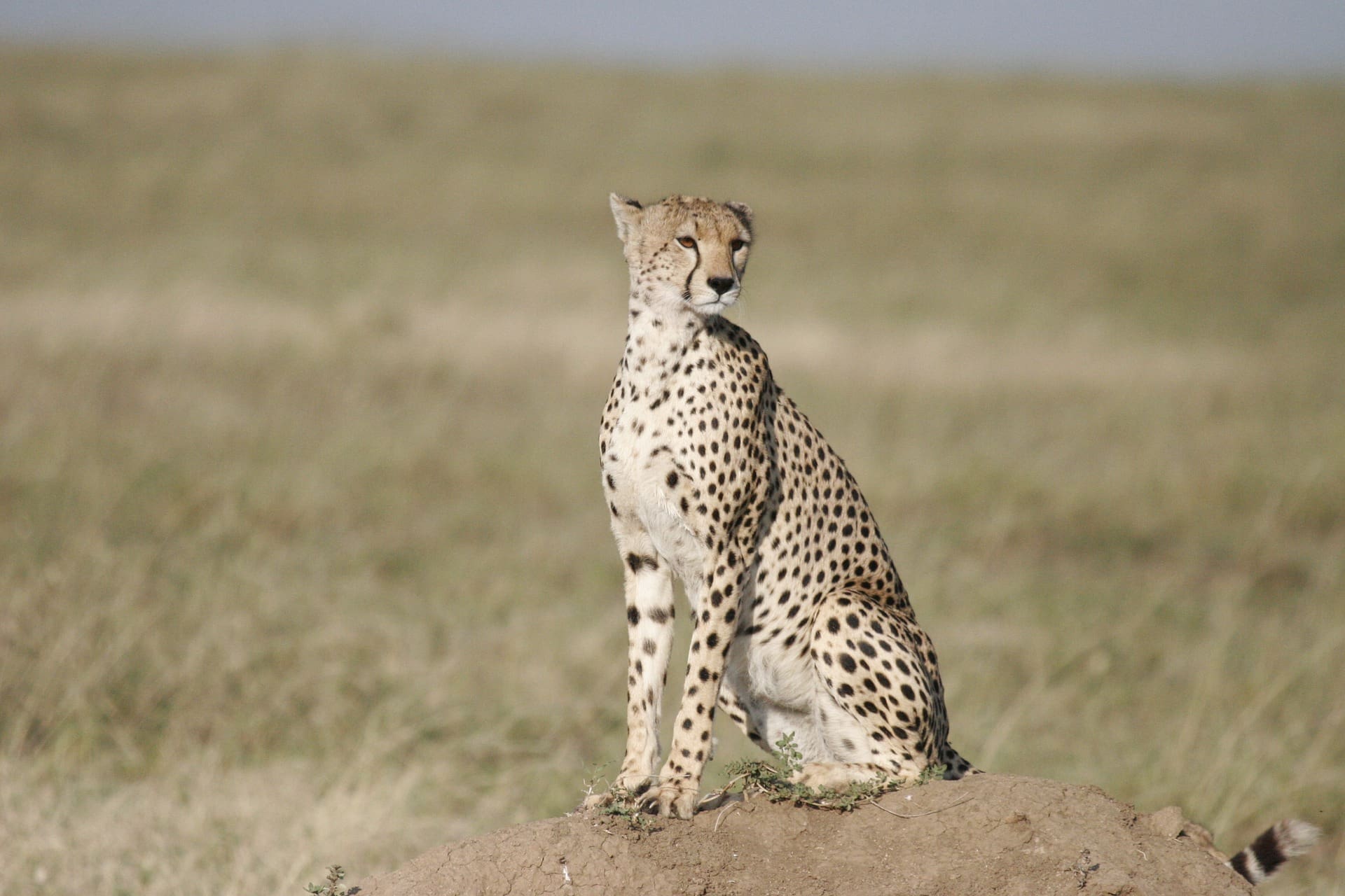 The 10 species of African cats