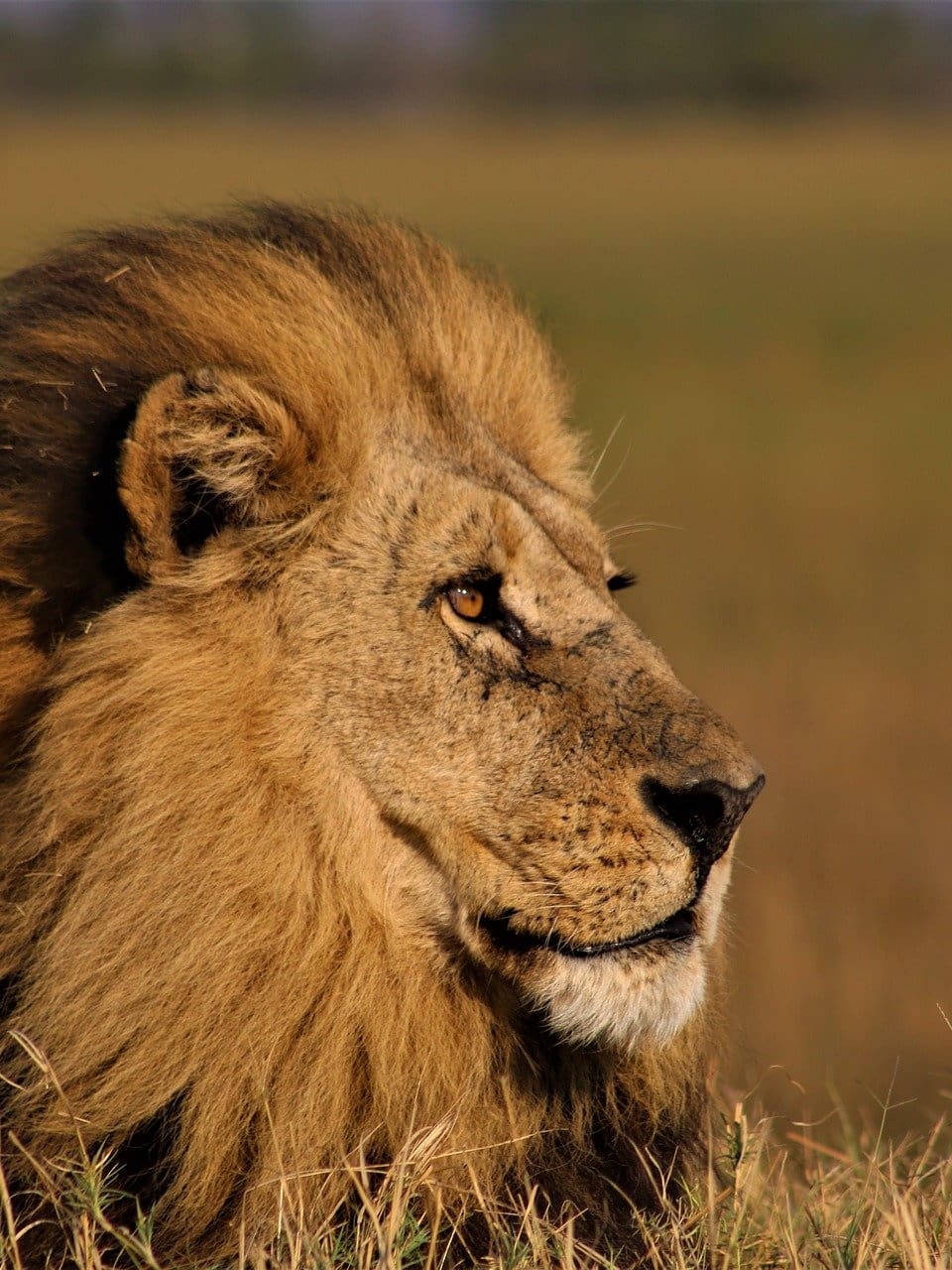 the 10 cat species of africa