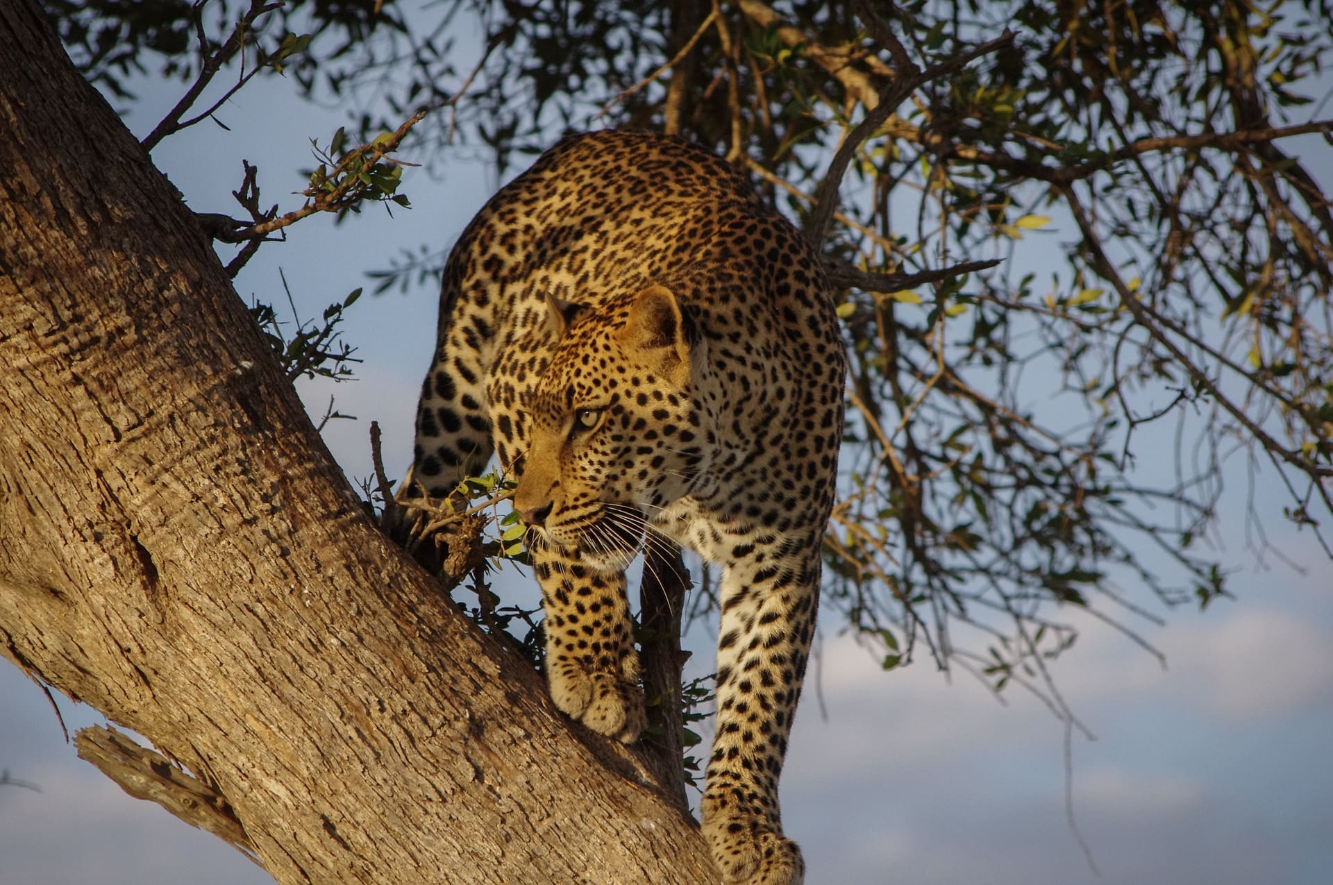 The 10 species of African cats