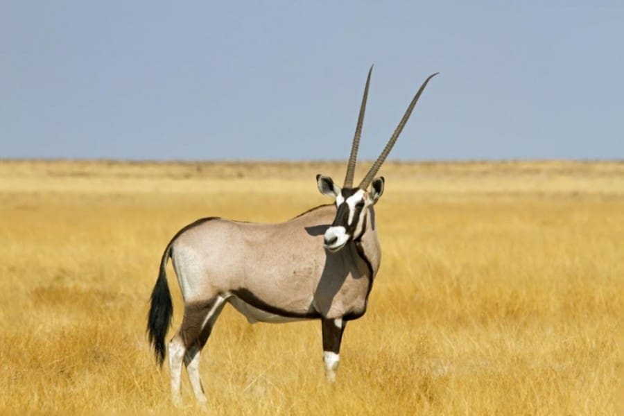 Introducing The Samburu Special Five