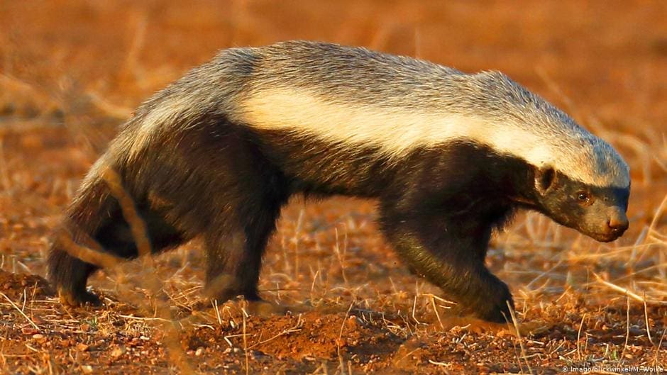 11 Nocturnal Animals To Look Out For On Night Safari In Africa