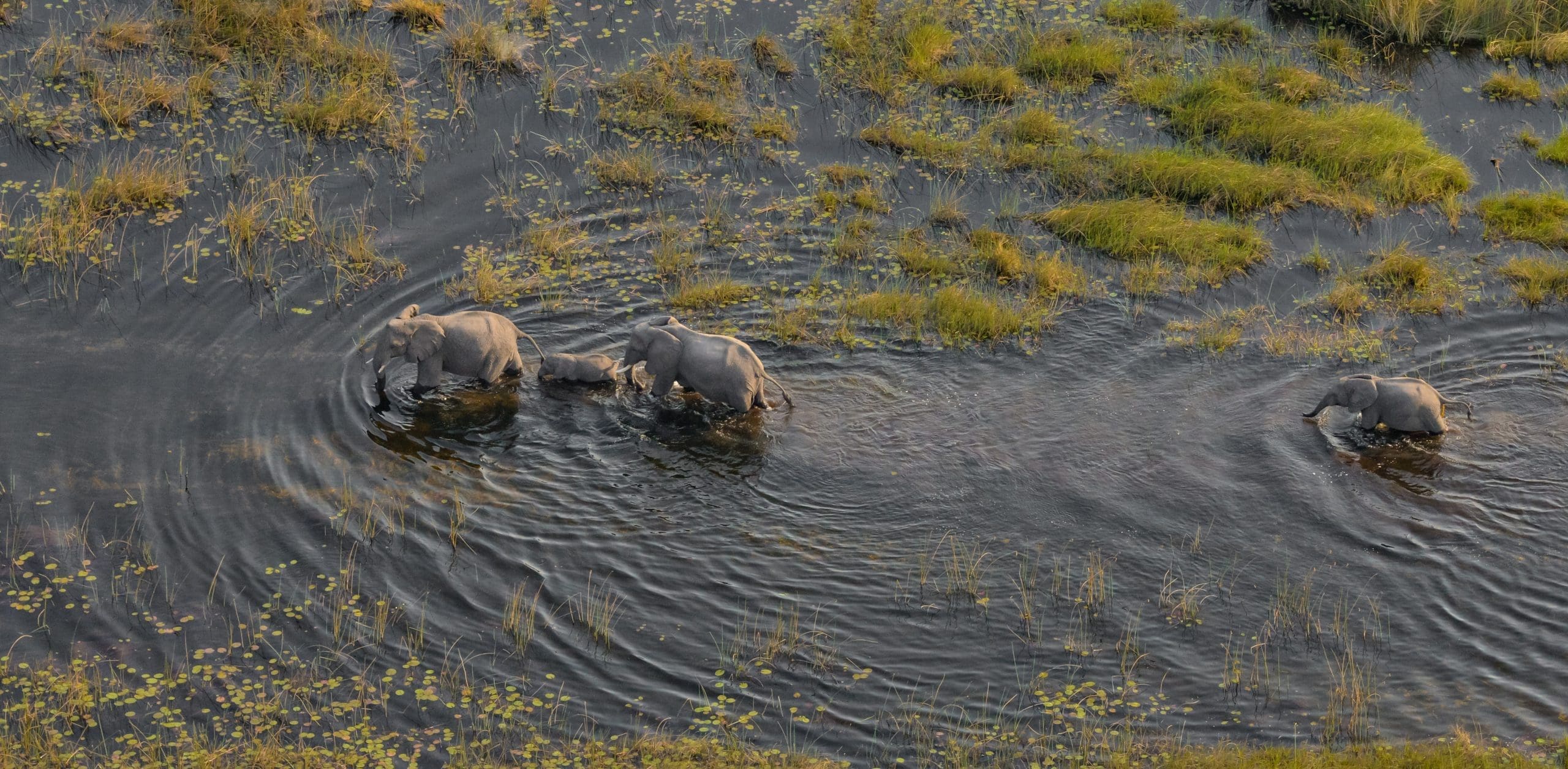 the best places to see elephants in africa