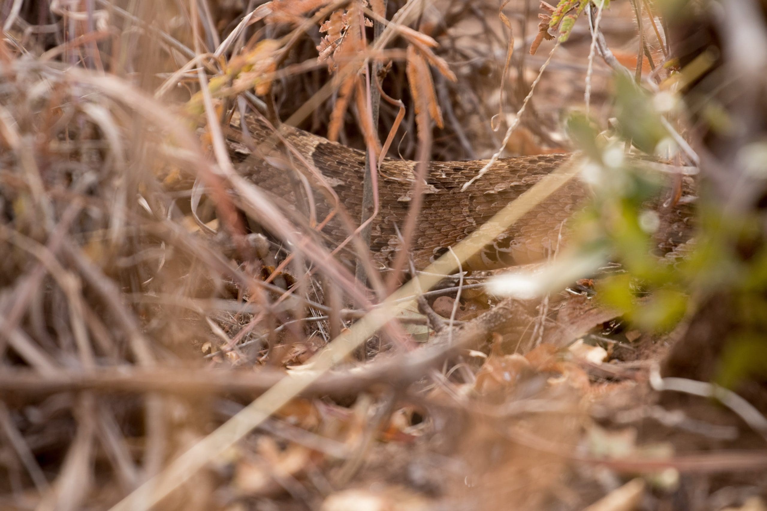 Things that go bump in the South African bush