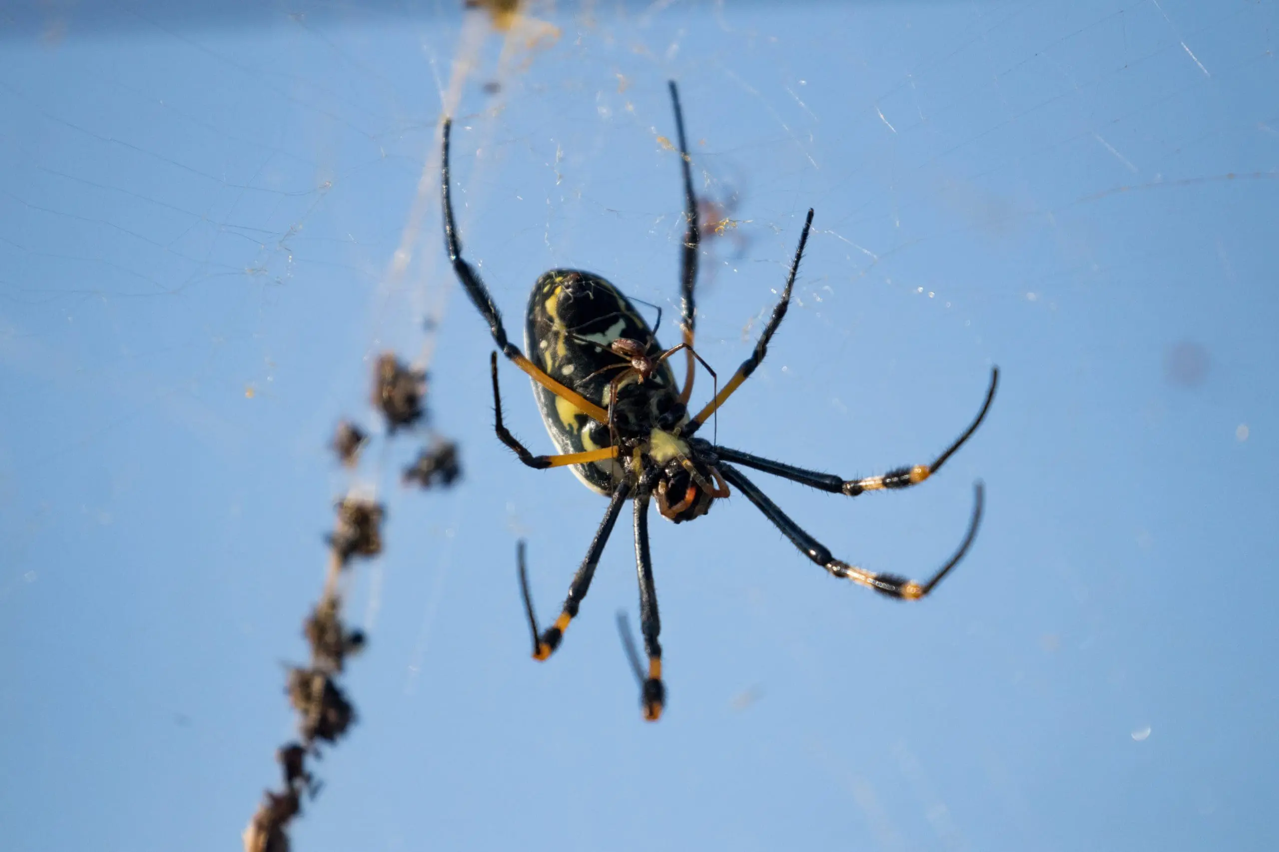 Things That Go Bump In The South African Bush