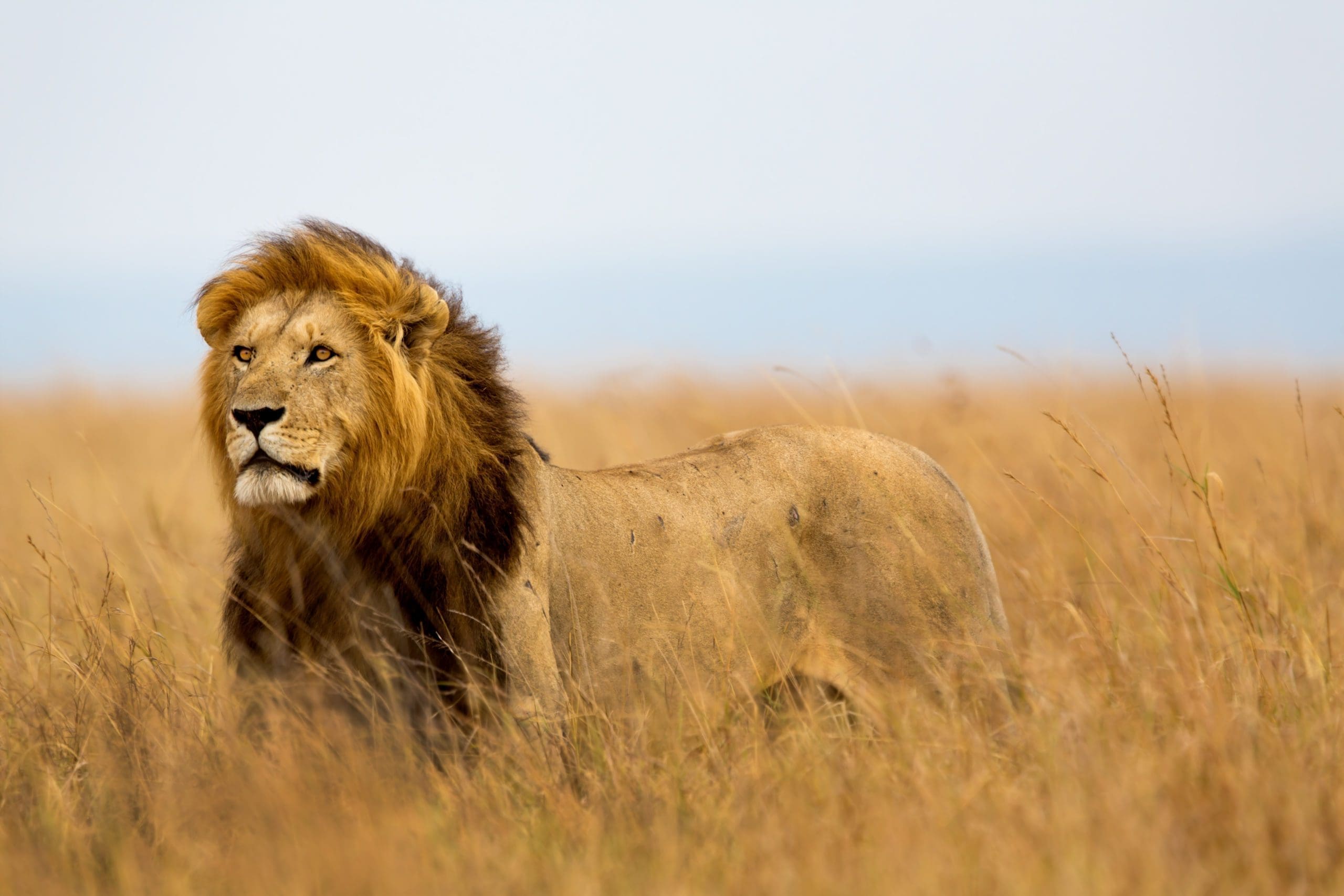 The 6 Best Places To See Lions In Africa