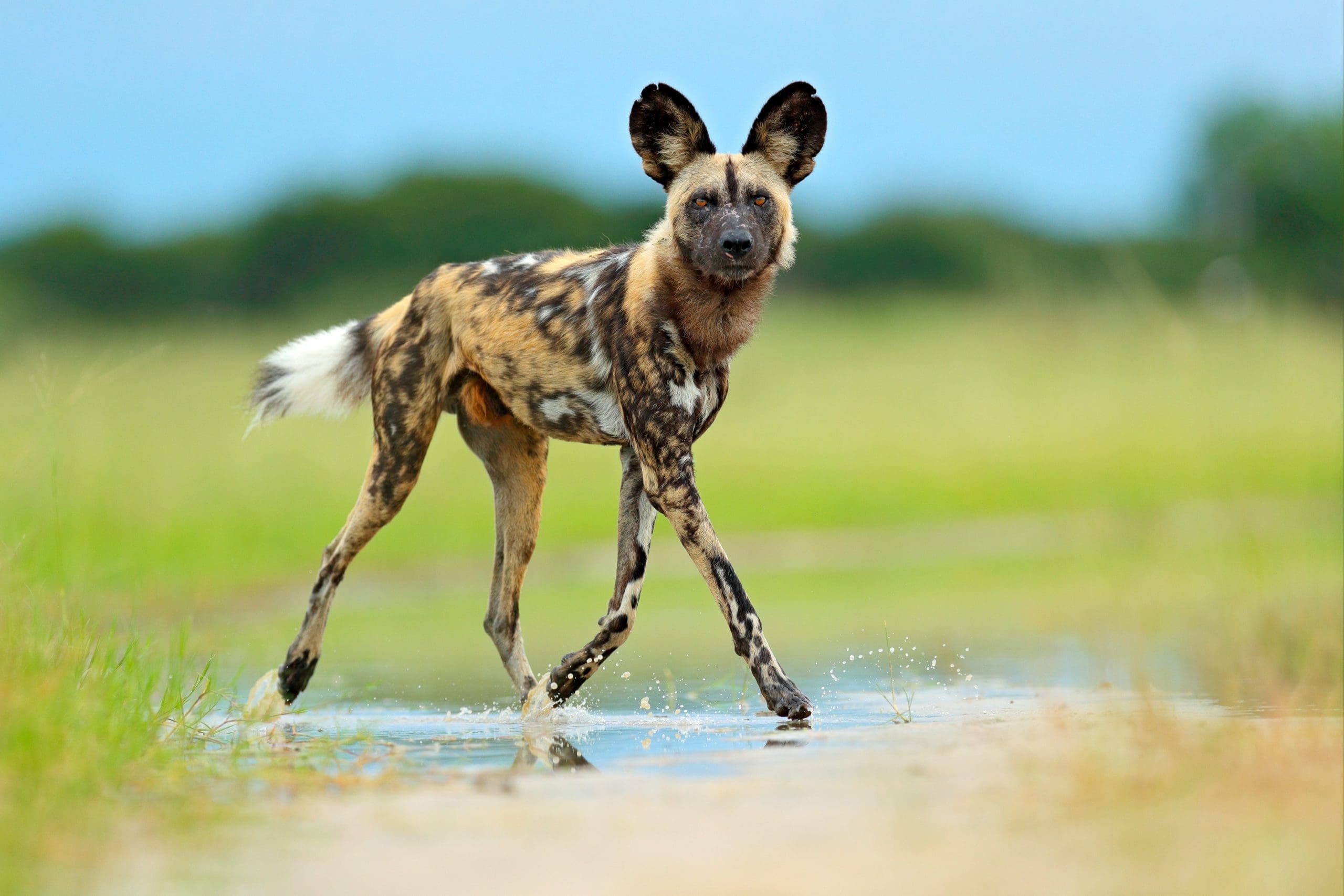 The Most Iconic Animals In Africa and Where To Find Them