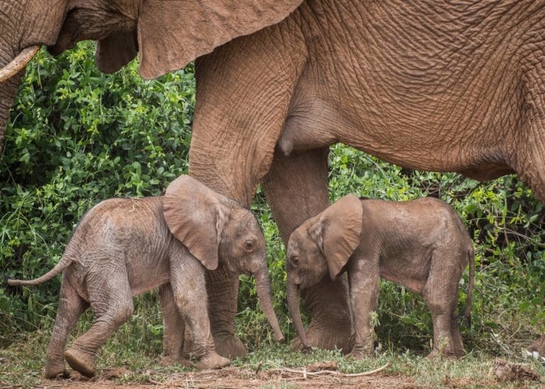elephant gives birth to twins in Samburu Game Reserve, Kenya