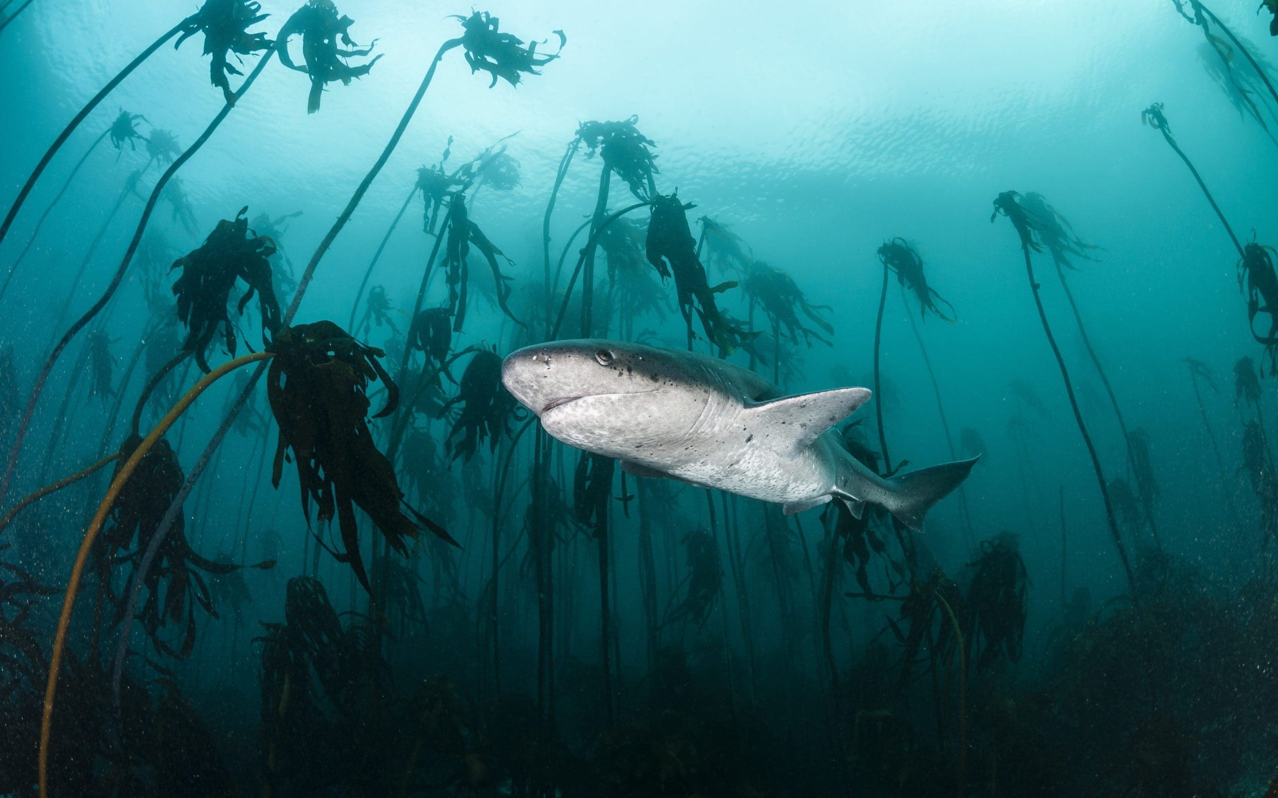 8 Of The Best Dive Destinations in South Africa