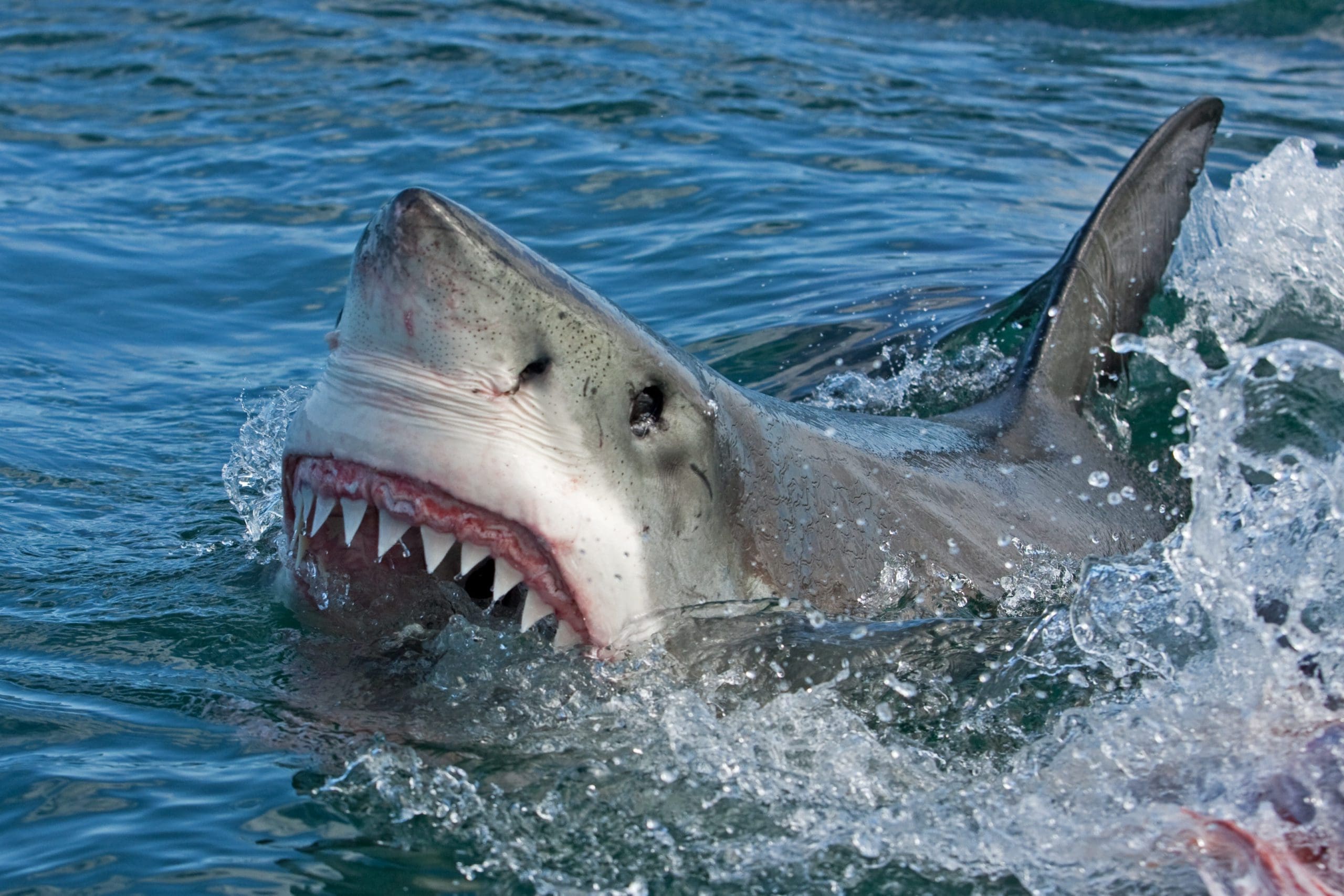 8 Of The Best places to dive in South Africa