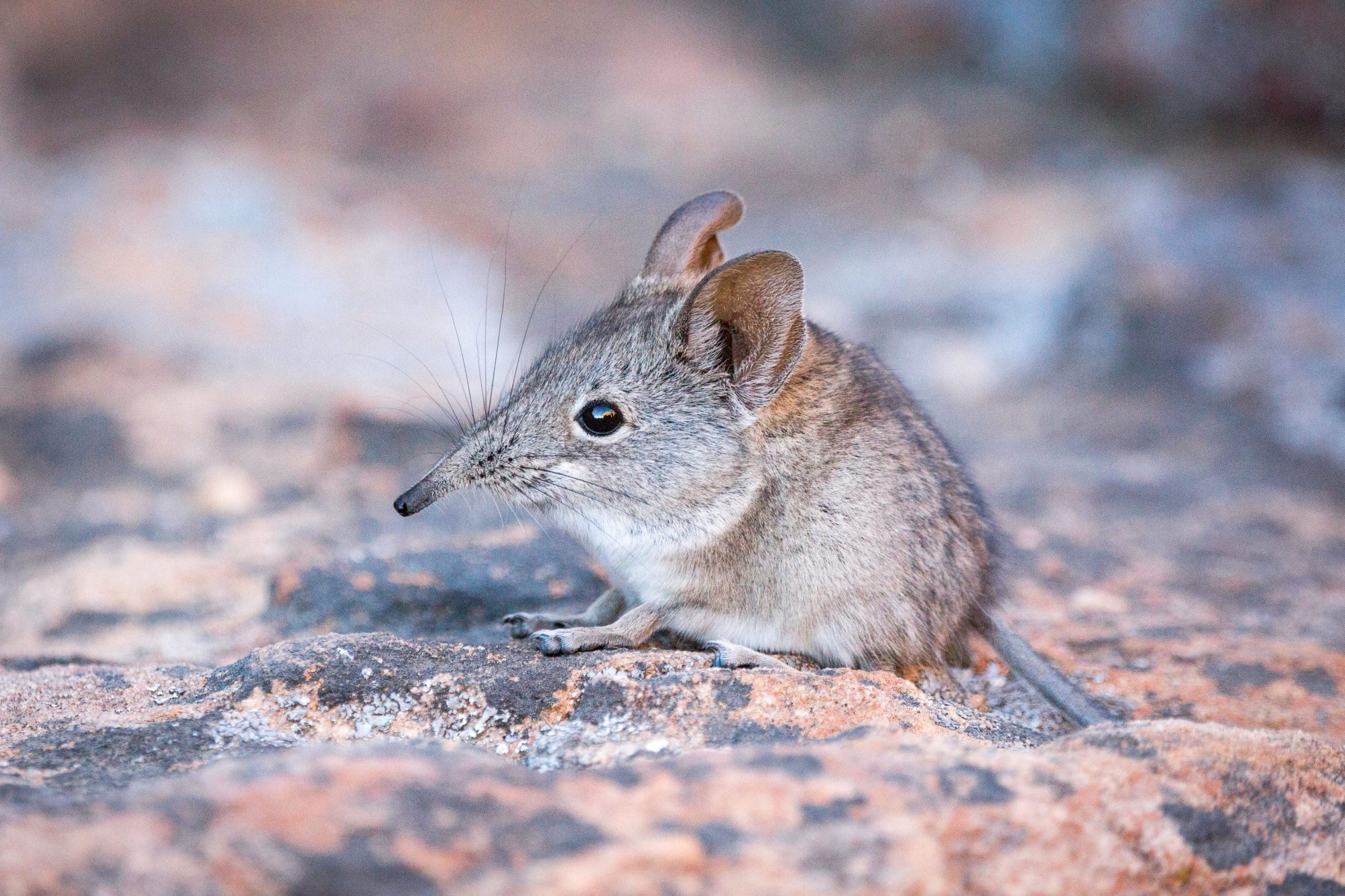 The Little Five Animals Of Africa