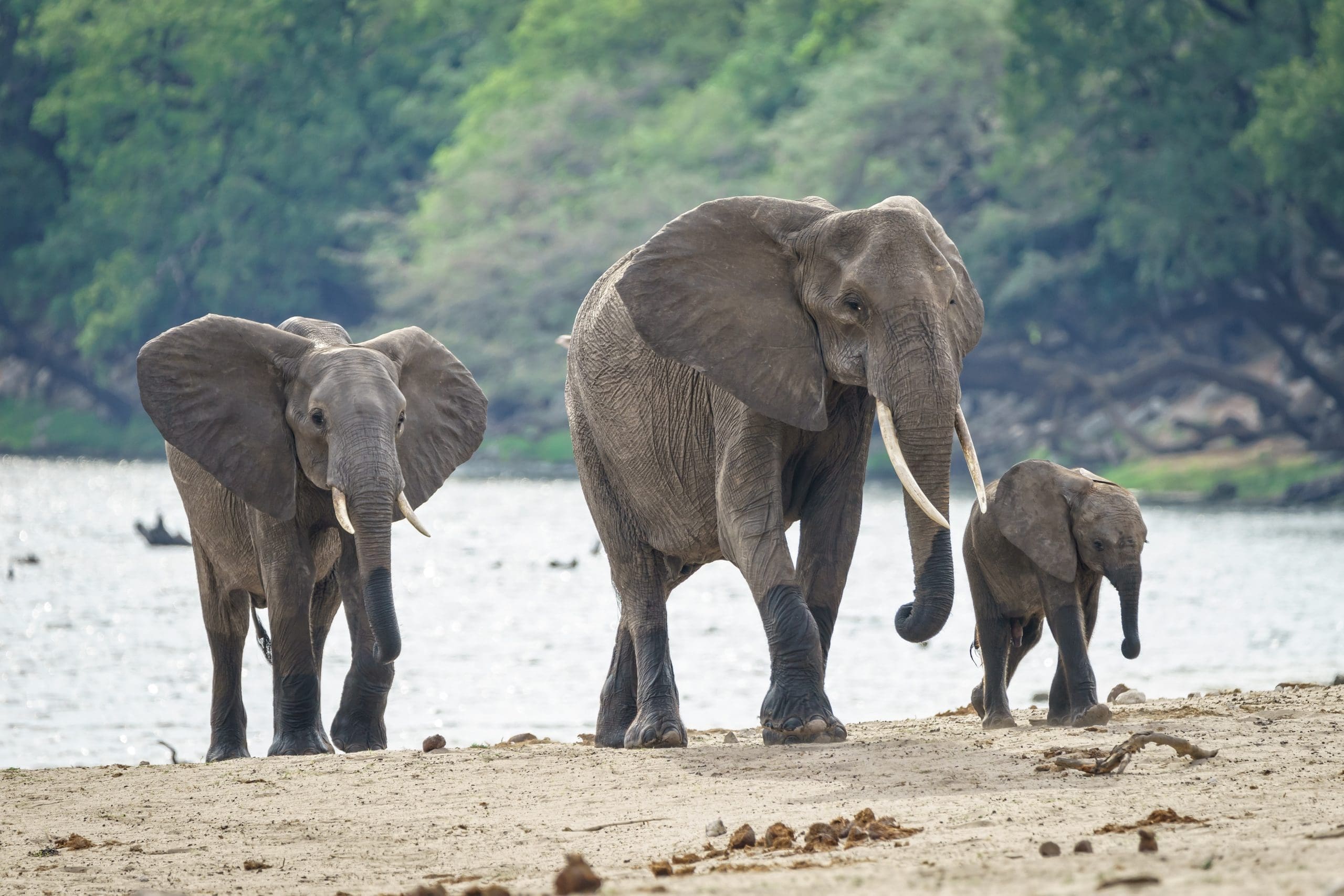 The world's most endangered animals and where to find them