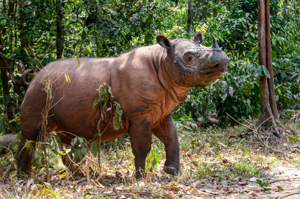 The world's most endangered animals and where to find them