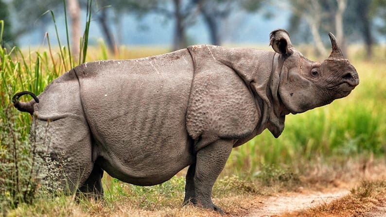 The world's most endangered animals and where to find them