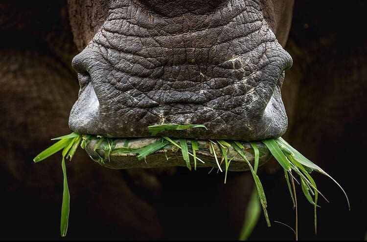 Get To Know The White Rhino