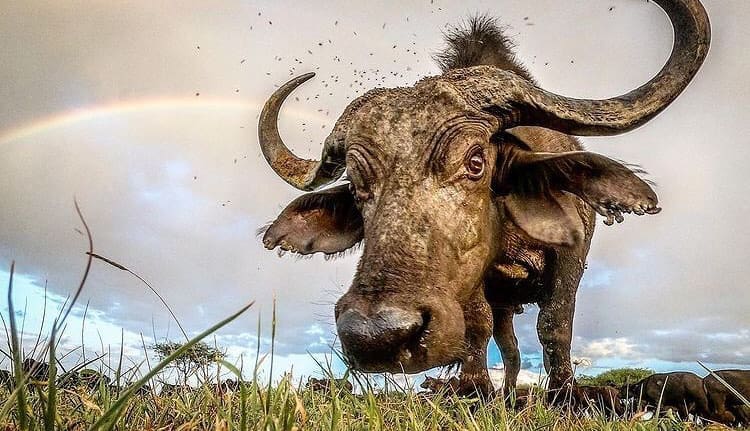 Low angle close-up of the Cape Buffalo