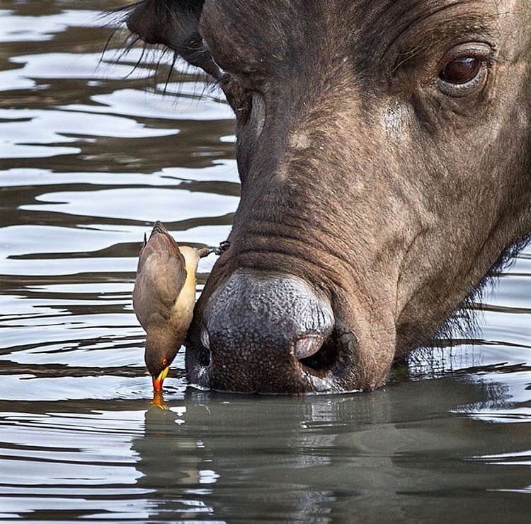 Cape Buffalo and ox pecker