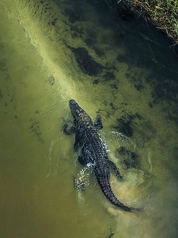 Nile crocodile in the Okavango Delta, Botswana