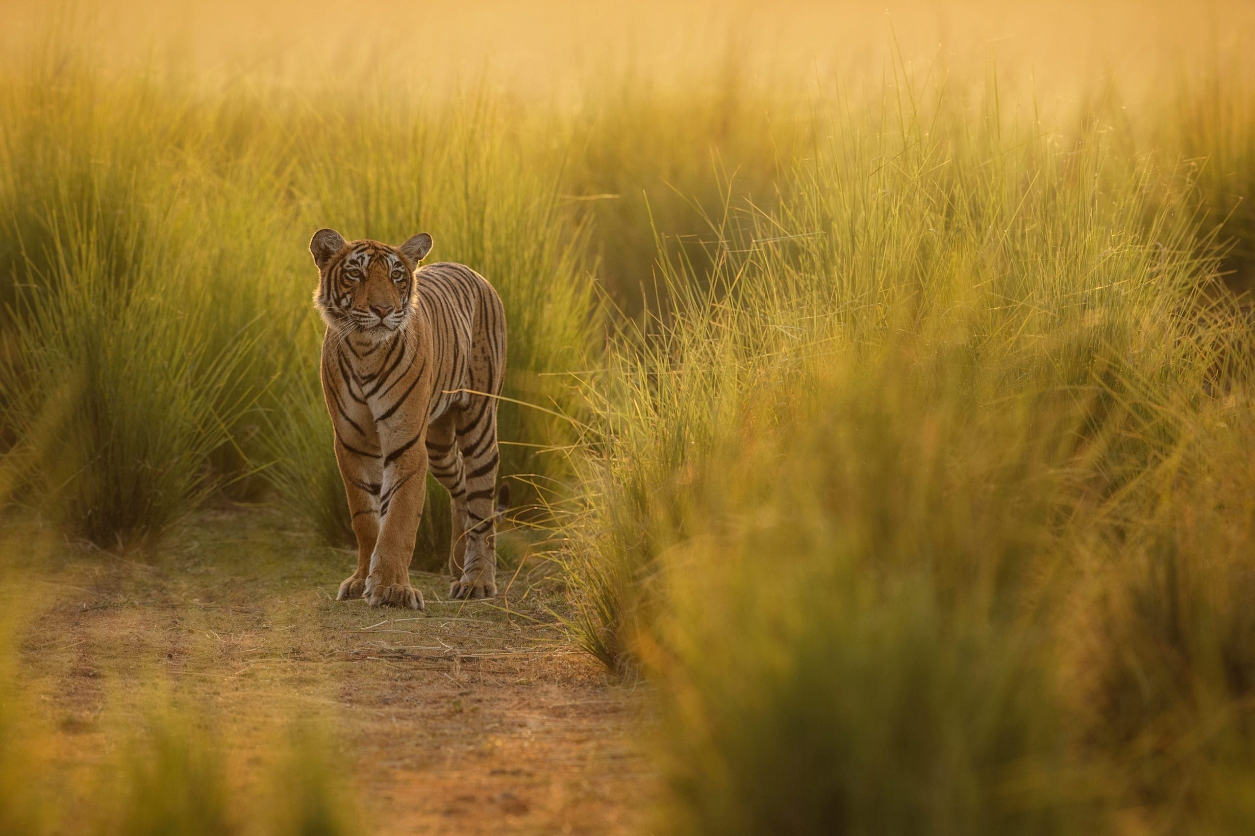 Tiger in Ranthambore National Park